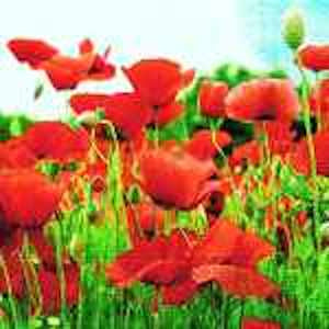 Paper + Design 3ply 25cm Field of Poppies Napkin. Triple-ply material offers convenience and durability. Biodegradable, environmetally friendly, bleached without chlorine, paper from responsible sources, water-based colours 20 Cocktail Napkins per Package 12.7 x 12.7 cm when closed, 25 x 25 cm when open