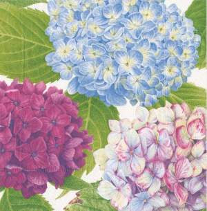 Caspari 3ply 40cm Hydrangea Garden Napkin. In this Design: Painted by prize-winning botanical watercolor painter, Karen Kluglein, these bold hydrangea blooms ring in the spring season with their delicate petals and soft but bright colors. Triple-ply mat