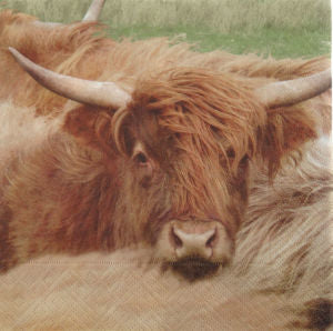 Highland Cow 3ply 33cm paper luncheon napkin