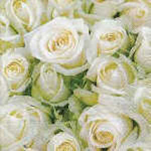 P+D 3ply 33cm White Roses luncheon Napkin.