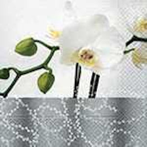 P+D 3ply 33cm Silent Beauty luncheon Napkin. Elegant grey meets the soft blossoms of the white orchid on this noble napkin.