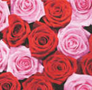 P+D 3ply 33cm Pink & Red Roses luncheon Napkin.